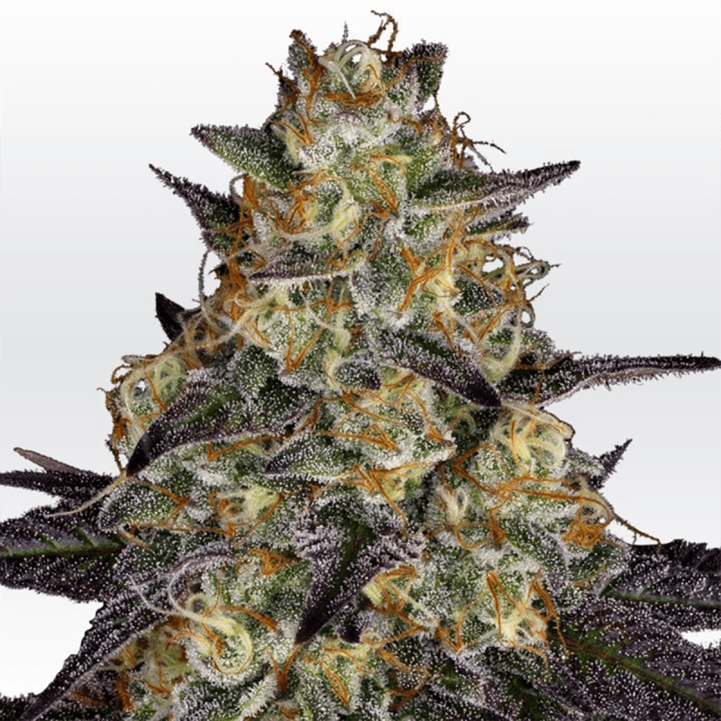 Paradise Seeds El Dorado OG | Feminisiert | 5 Samen