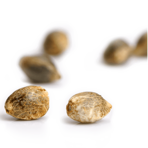 Paradise Seeds Ice Cream | Feminisiert | 5 Samen