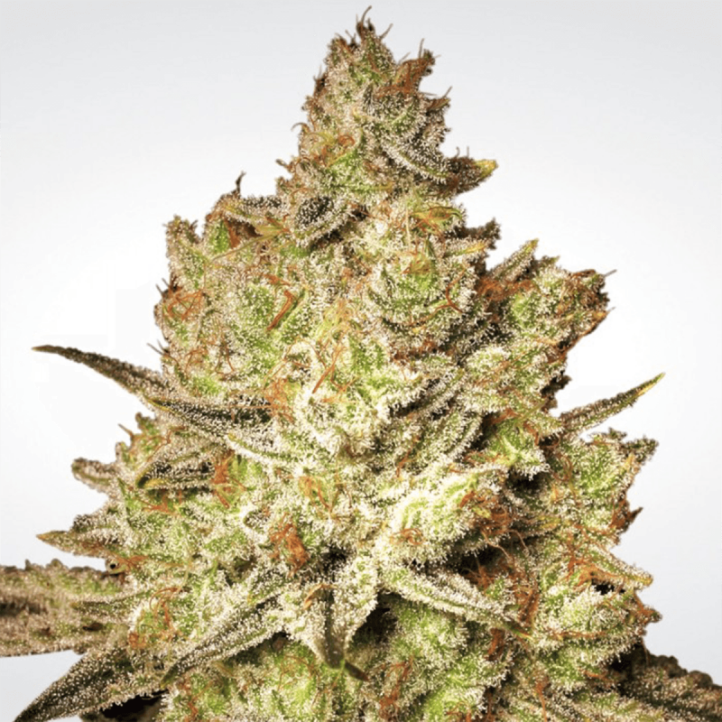 Paradise Seeds Jacky White | Feminisiert | 10 Samen