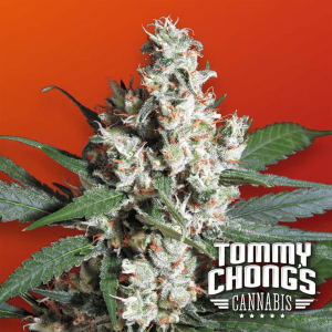 Paradise Seeds L.A. Amnesia |Tommy Chongs collection | Feminisiert | 5 Samen