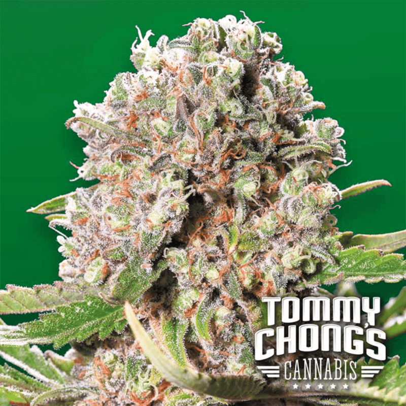 Paradise Seeds Mendocino Skunk | Tommy Chongs collection | Feminisiert | 10 Samen