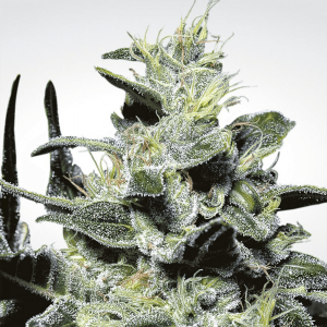 Paradise Seeds Nebula | Feminisiert | 10 Samen