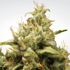 Paradise Seeds Opium | Feminisiert | 5 Samen