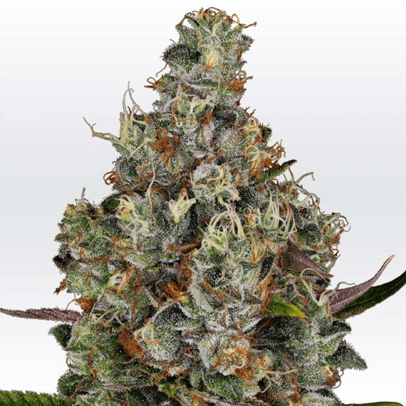Paradise Seeds Rainbow Road | Feminisiert | 5 Samen