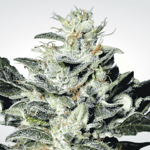 Paradise Seeds Sensi Star | Feminisiert | 10 Samen