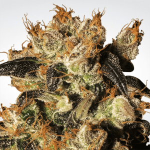 Paradise Seeds White Berry | Feminisiert | 5 Samen