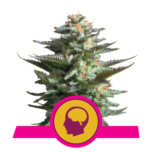 Royal Queen Amnesia Haze | Feminisiert | 3 Samen
