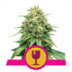 Royal Queen Critical | Feminisiert | 5 Samen
