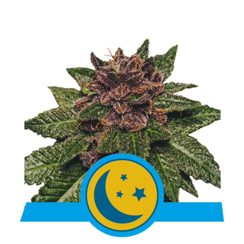 Royal Queen Purplematic CBD | Automatik | 5 Samen