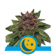 Royal Queen Purplematic CBD | Automatik | 5 Samen