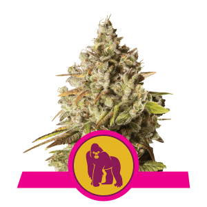 Royal Queen Royal Gorilla | Feminisiert | 3 Samen
