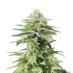 Royal Queen White Widow | Feminisiert | 3 Samen